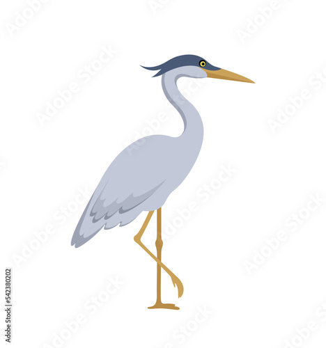 gray marsh heron standing on one leg