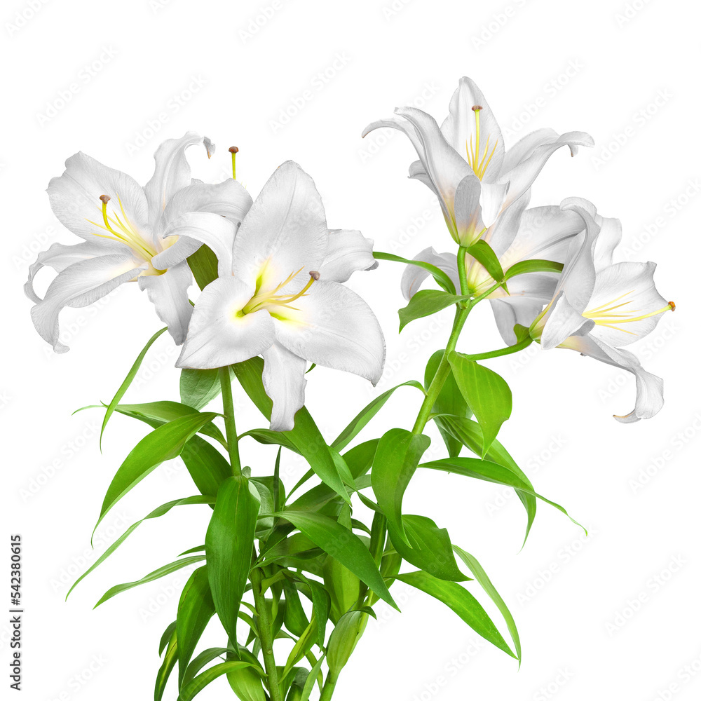 Fototapeta premium White lilies. Lily flowers. Beautiful flowers isolated on white