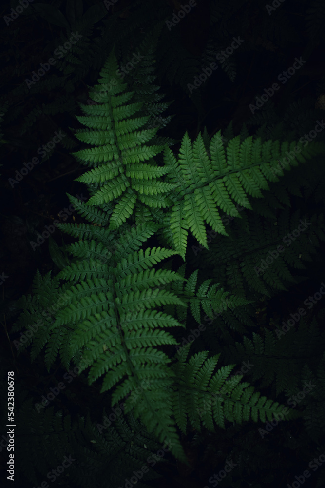 green fern leaves green fern leaves