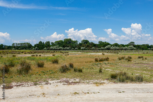 The Landscape of the Latea Forest in the Danube Delta
