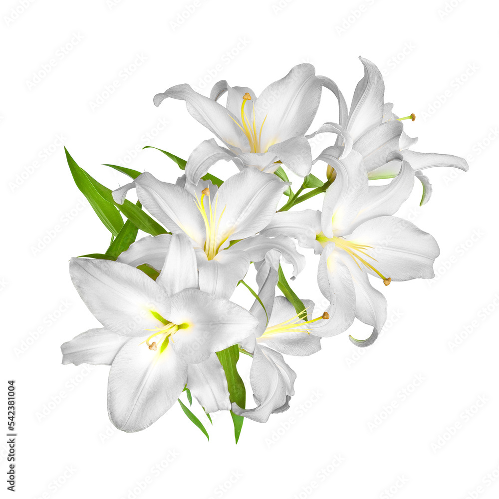 Lilies flowers. White lilies. White flowers isolated on white background Lilies flowers. White lilies. White flowers isolated on white background