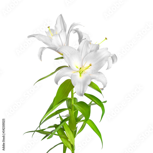 White lilies. Lily flowers. Flowers are isolated on a white background