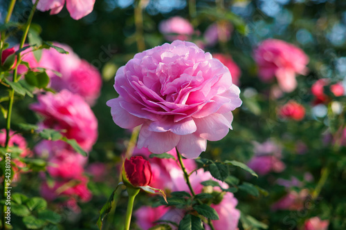 Rose flower garden,Pink color for background