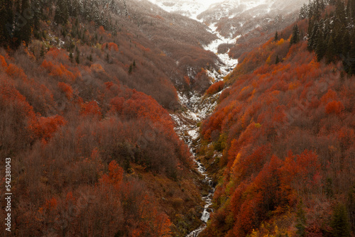 Beautiful orange and red autumn forest, many trees on the orange hills.Şavşat.Artvin.Turkiye photo