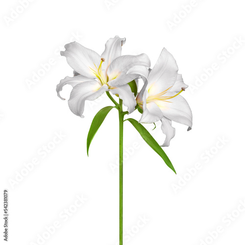 Lily flowers. White lilies. White flowers isolated on white background