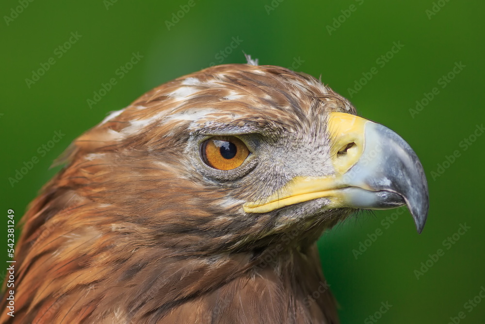 Obraz premium female golden eagle (Aquila chrysaetos) a portrait of the head very close up