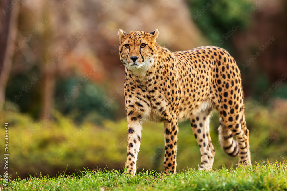 male cheetah (Acinonyx jubatus) is prudent male cheetah (Acinonyx jubatus) is prudent