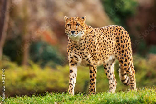 male cheetah (Acinonyx jubatus) is prudent