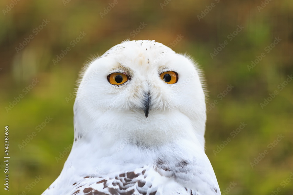 Naklejka premium snowy owl (Bubo scandiacus) funny portrait
