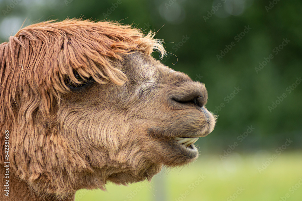 Portrait of an alpaca