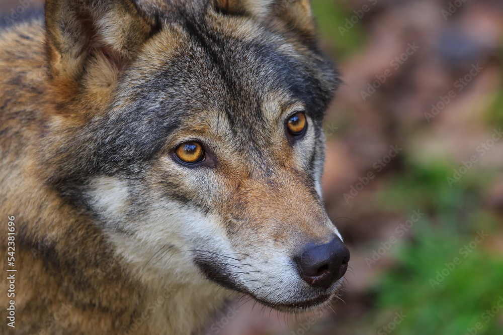 female Eurasian wolf (Canis lupus lupus) the wolf's gaze
