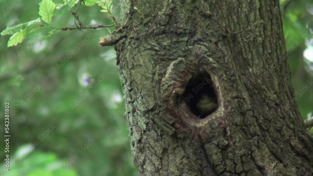 Blue tit feeding chick in hole in oak tree, birds nest Blue tit feeding chick in hole in oak tree, birds nest