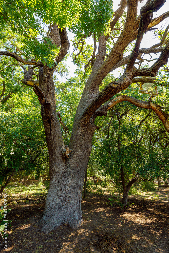 Tree in the Latea Forest in the Danube Delta