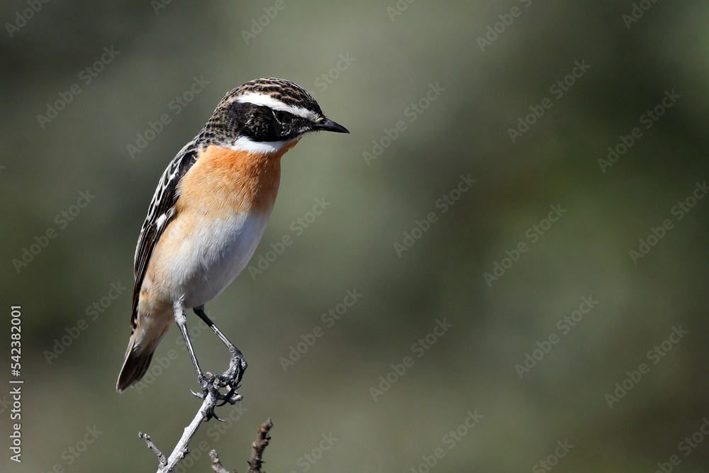 Whinchat // Braunkehlchen (Saxicola rubetra) Whinchat // Braunkehlchen (Saxicola rubetra)