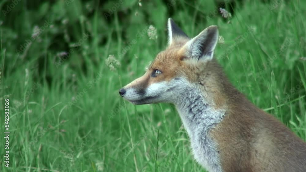 Inquisitive fox cub looks at camera then sky, close up Inquisitive fox cub looks at camera then sky, close up