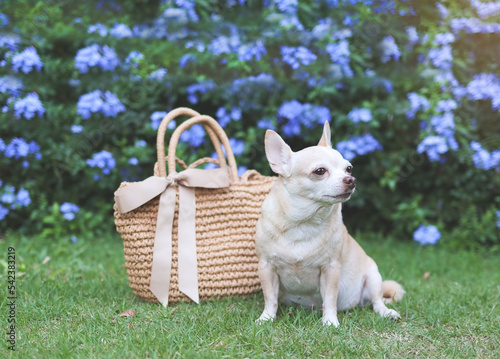 brown chihuahua dog  sitting  with straw bag on  green grass in the garden with purple flowers, ready to travel. Safe travel with animals.