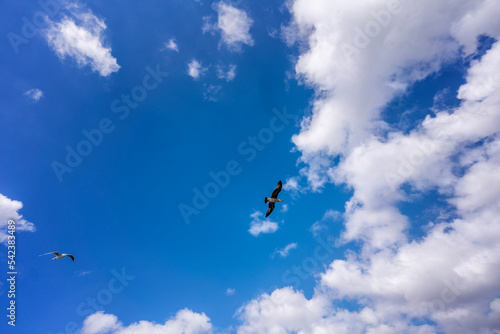 A flock of seagulls flying in the blue sky and clouds. Free birds and freedom concept