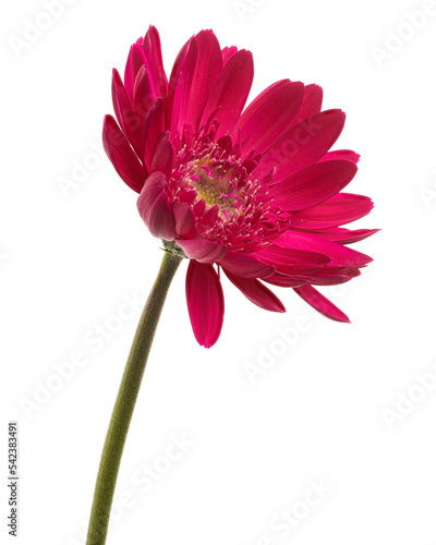 Pink Barberton daisy flower  Gerbera jamesonii  isolated on white background  with clipping path 