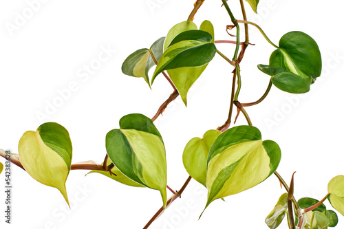 Philodendron Brasil leaves, Philodendron hederaceum plant, isolated on white background, with clipping path  photo