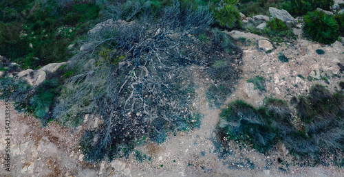 burnt tree from aerial  photo