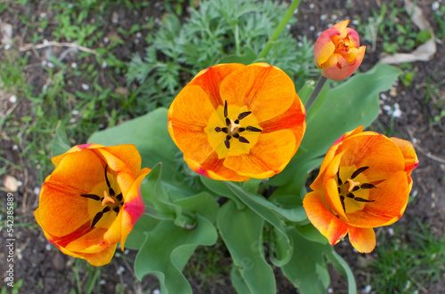 Close up three beautiful orange tulip flower