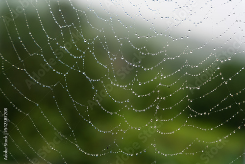 Beautiful natural background with a necklace of water drops on a cobweb in the grass in spring summer. The texture of the dew drops on the web in nature macro macro with soft focus. High quality photo