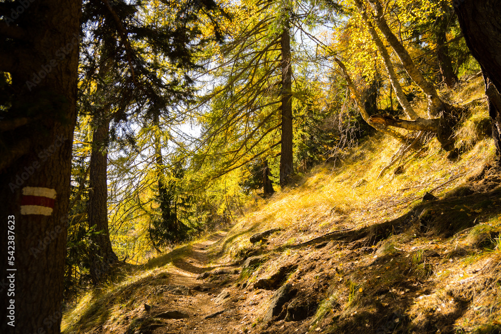 Obraz premium autumn in the forest