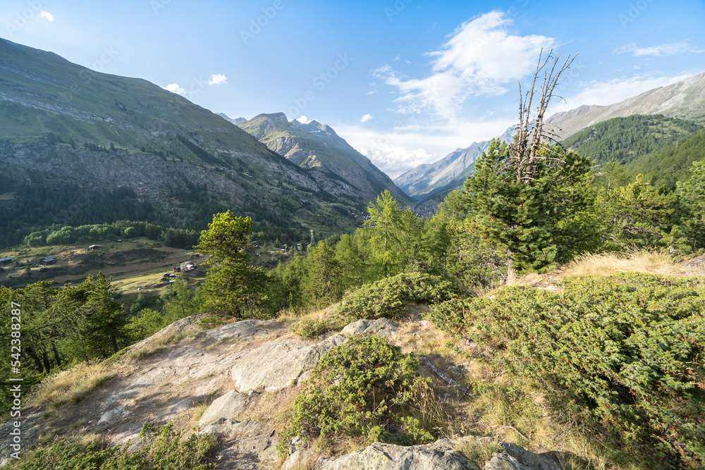 Naklejka premium Pine forest in Alps