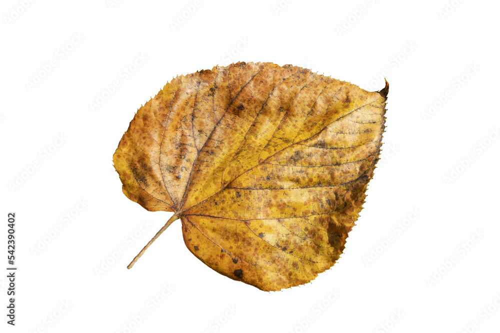 Fototapeta premium Common lime tree leaf (tilia x europaea) in autumn fall colour, png stock photo file cut out and isolated on a transparent background