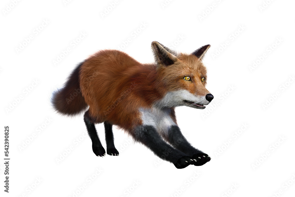 Red Fox stretching 3D render isolated on transparent background