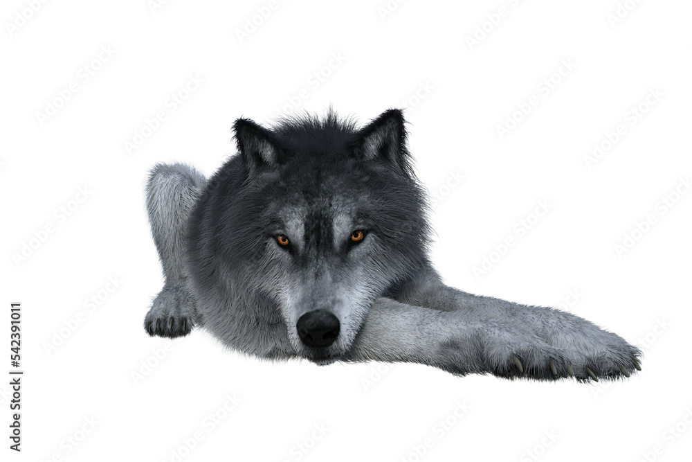 Grey Wolf Lying Down