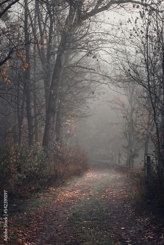 Autumn moody nature in the fog