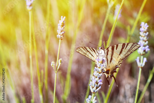 Beautiful butterfly sits on a purple flower. Butterfly on a wild flower in a meadow at summer morning.
