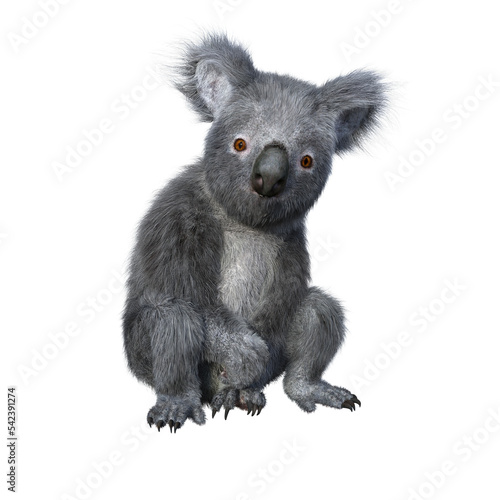 Photography Koala sitting and looking at camera.