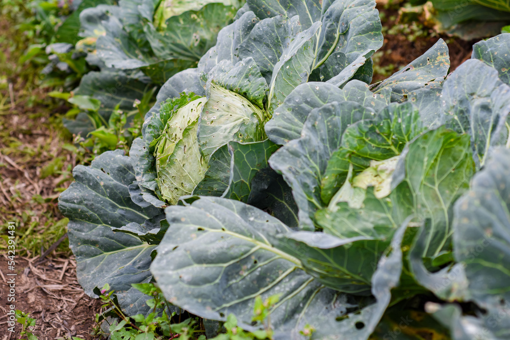 Naklejka premium young cabbage grows in the farmer field, growing cabbage in the open field. agricultural business