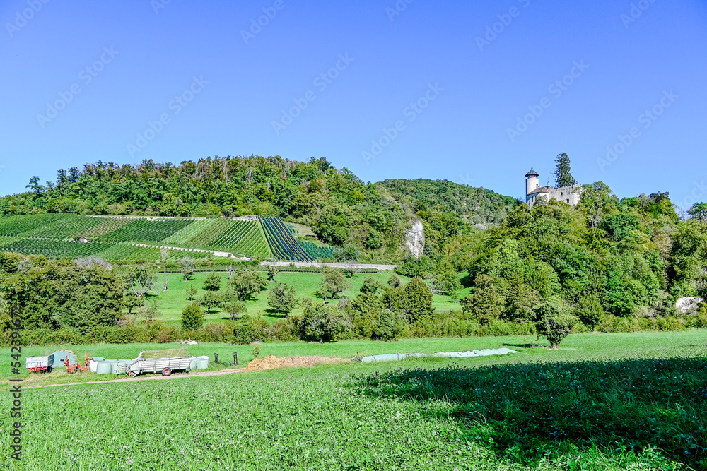 Arlesheim, Weinberg, Landwirtschaft, Schloss Birseck, Burg, Wald, Obstbäume, Ermitage, Sommer, Herbst, Wanderweg, Baselland, Schweiz
