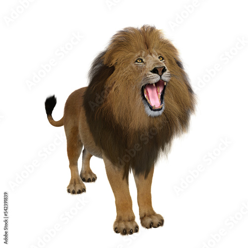 Fototapeta Naklejka Na Ścianę i Meble -  Adult male Lion standing and roaring.