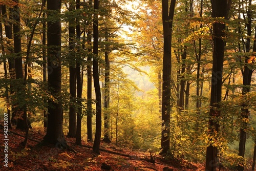 Autumn beech forest on the mountain slope during sunrise, October