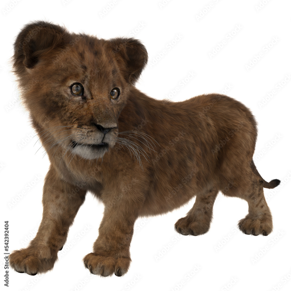 Lion cub standing up and looking to the side. Lion cub standing up and looking to the side.