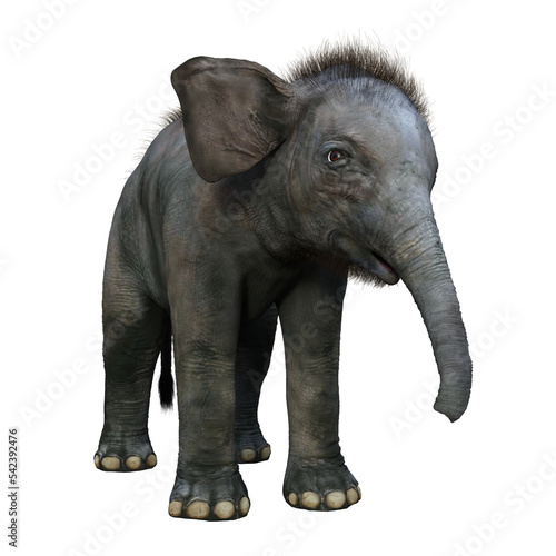 Indian Elephant baby standing and facing forwards.