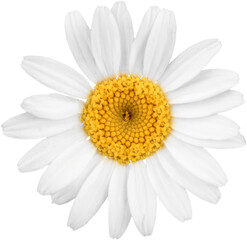 Chamomile or daisy flower - isolated