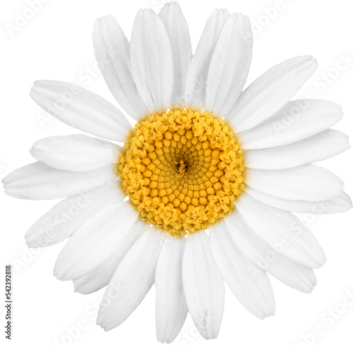 Chamomile or daisy flower - isolated Fototapeta