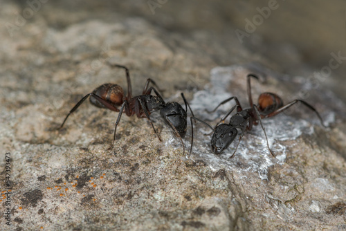 Carpenter ant, Camponotus Myrmosericus, absorbing minerals from a rock © Pere Roura