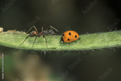 Carpenter ant, Camponotus Myrmosericus, attacking a ladybug.