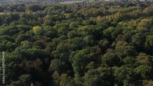 Drone aerial view of England woodland fly over autumn. Oak forest hover and zoom nature and woods rural background UK 4K photo