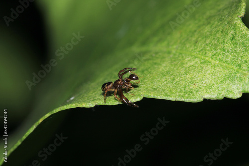 red synema globosum spider macro photo © Recep