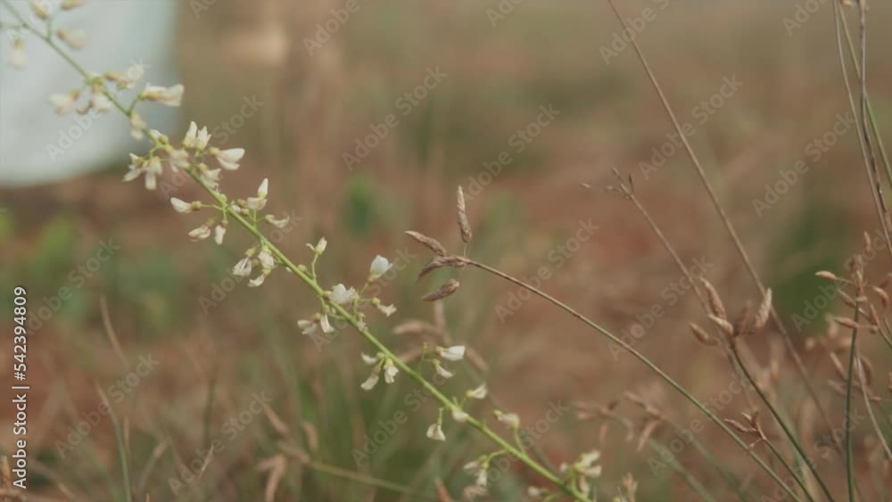 Static slow motion static shot of a plant with white small flowers in a dry field while in the background a woman with turquoise dress is walking on a sunny day Static slow motion static shot of a plant with white small flowers in a dry field while in the background a woman with turquoise dress is walking on a sunny day