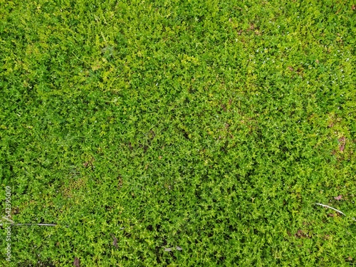 Flat Lay Grass of Field. Grass Texture Background. Green Field