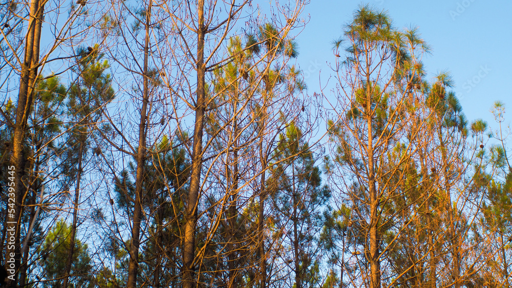Obraz premium Forêt de pins calcinée, après le passage des incendies de l'été 2022, à proximité de Landiras et Origne, en Gironde