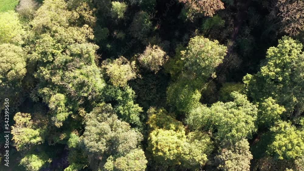 Drone aerial view of England woodland fly over autumn. Oak forest hover and zoom nature and woods rural background UK 4K Drone aerial view of England woodland fly over autumn. Oak forest hover and zoom nature and woods rural background UK 4K